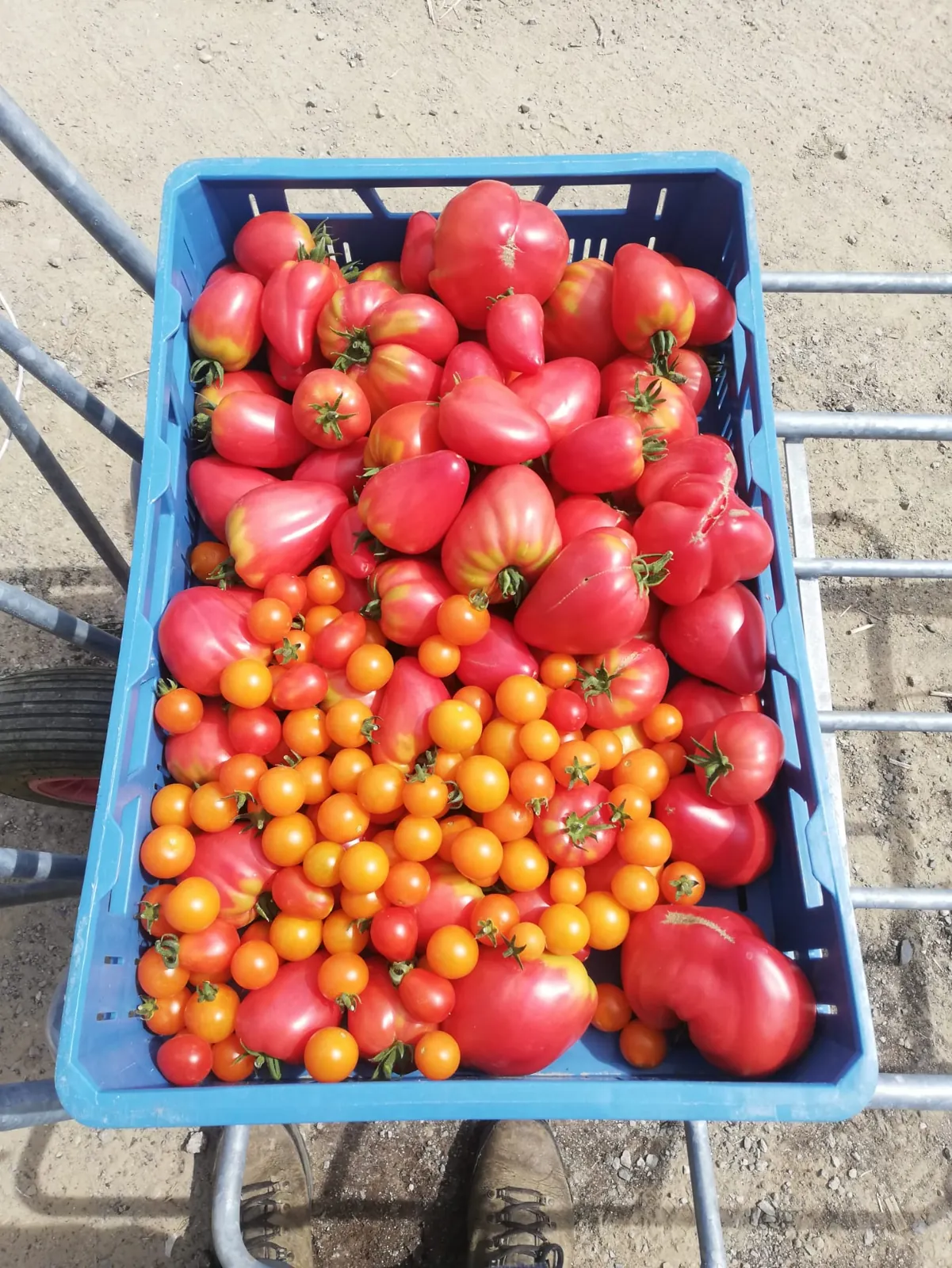 Légumes du domaine sur les étals du magasin