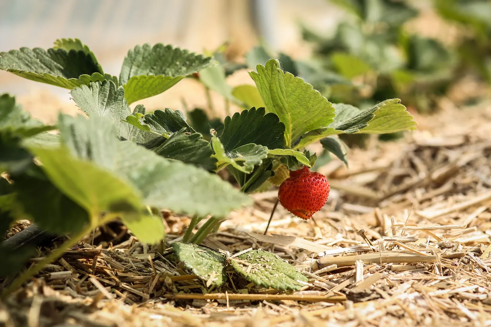Les premières fraises de la saison, sur leur paillage