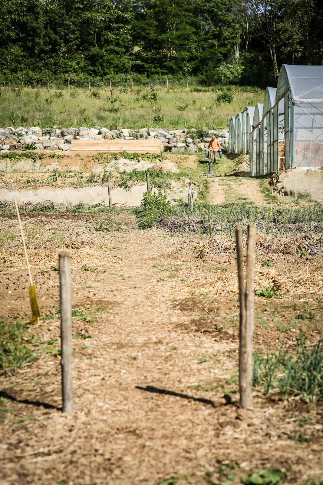 Les planches de culture du potager, travaillées à la main