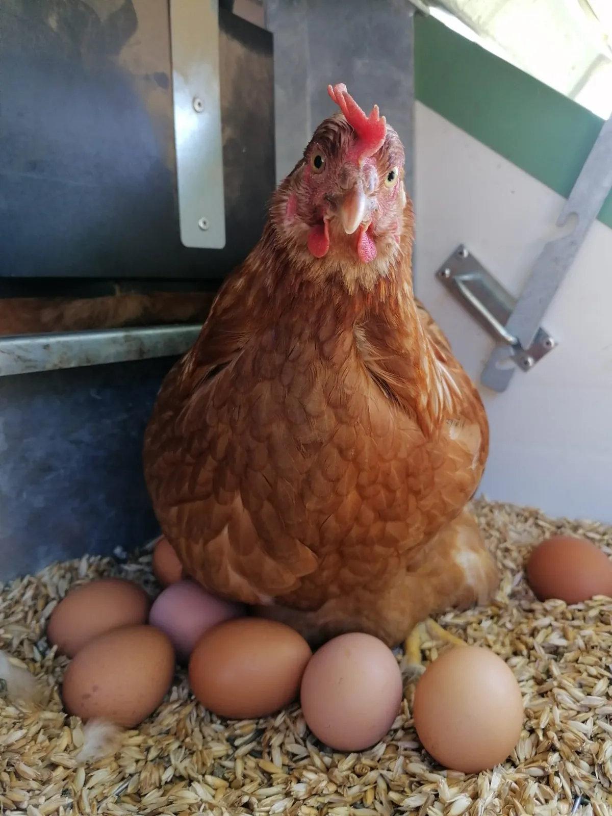 Une poule couvant ses œufs dans la paille du poulailler mobile