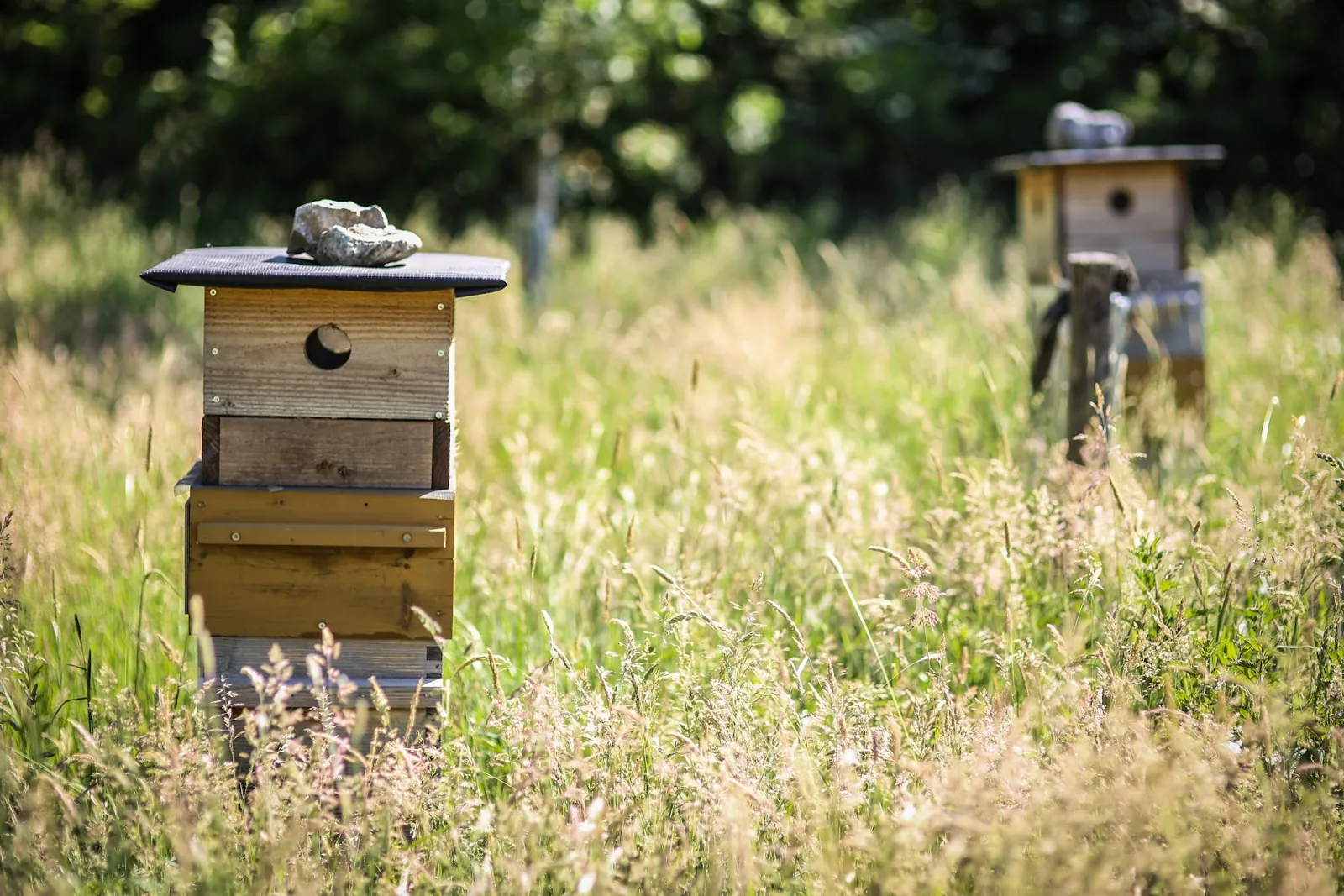Les ruches en bois posées dans une prairie d’herbes hautes